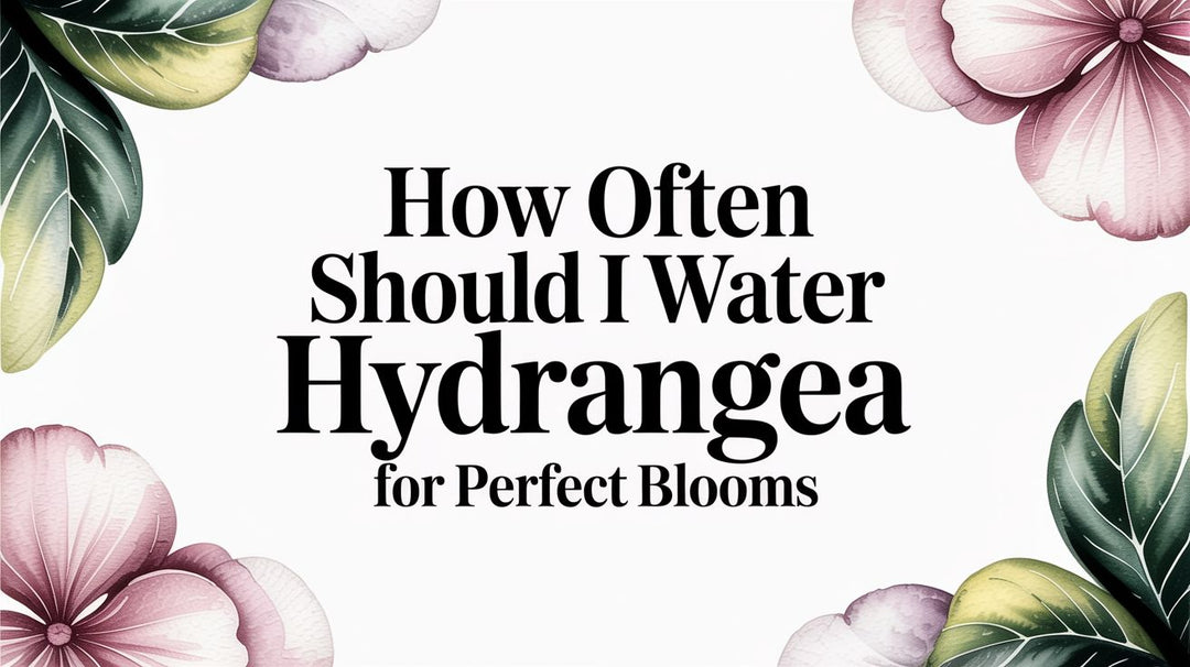 How Often Should I Water Hydrangea for Perfect Blooms