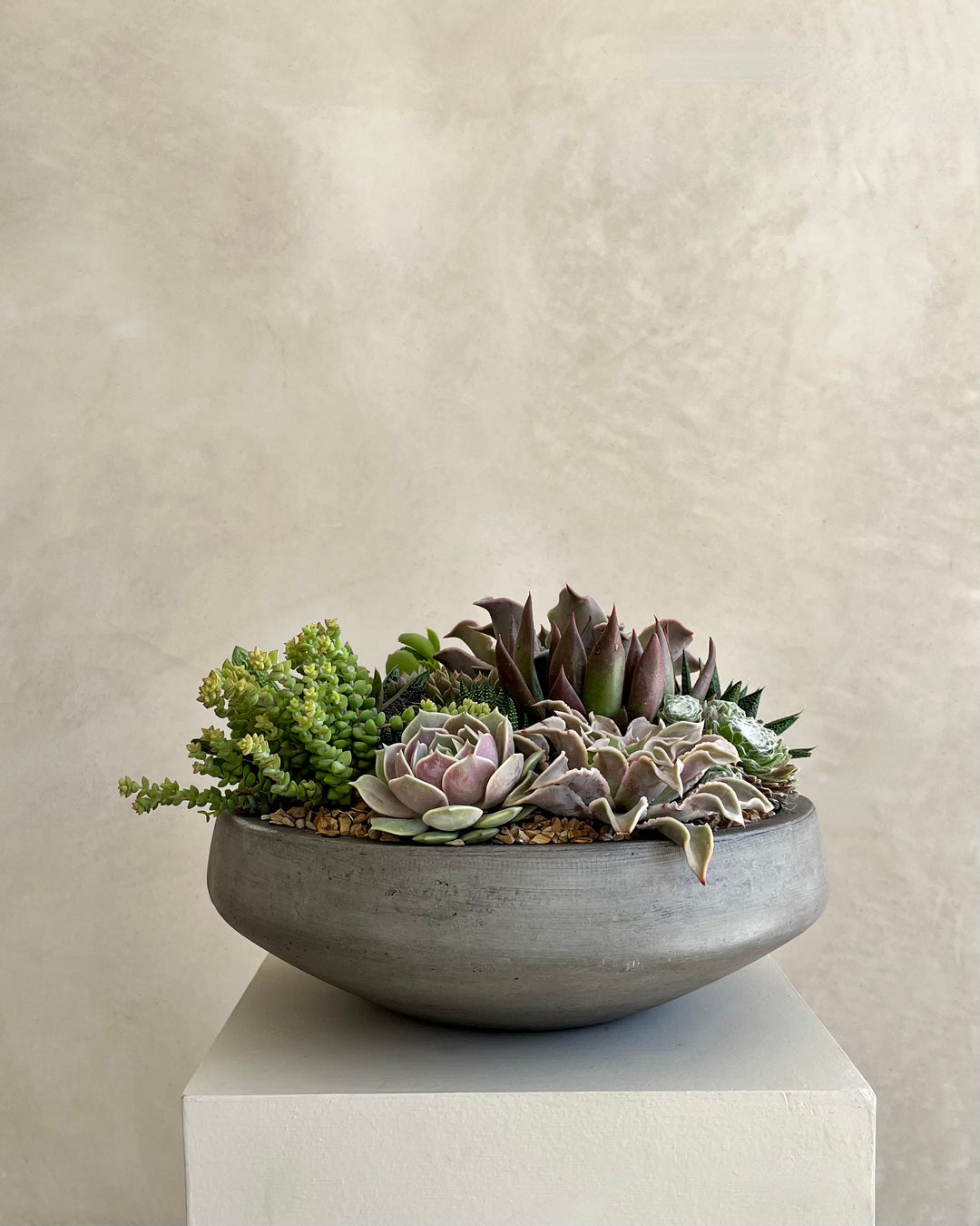 Concrete bowl with a variety of succulents on a neutral background
